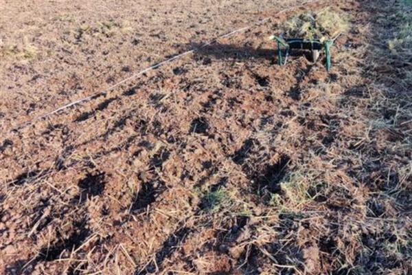 香菜怎么种植出的快,种子出芽之后即可播种