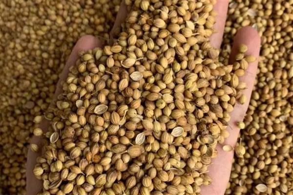 香菜怎么种植出的快,种子出芽之后即可播种