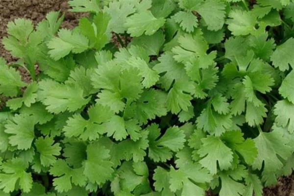 香菜怎么种植出的快,种子出芽之后即可播种