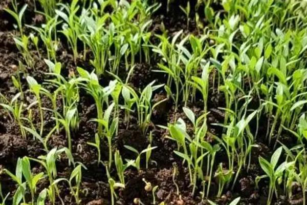 香菜怎么种植出的快,种子出芽之后即可播种