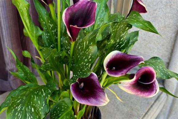 马蹄莲的品种，常见的有银星马蹄莲、黑心马蹄莲等