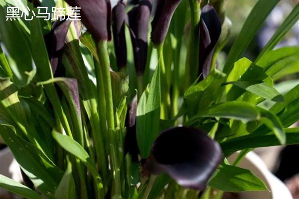 马蹄莲的品种，常见的有银星马蹄莲、黑心马蹄莲等