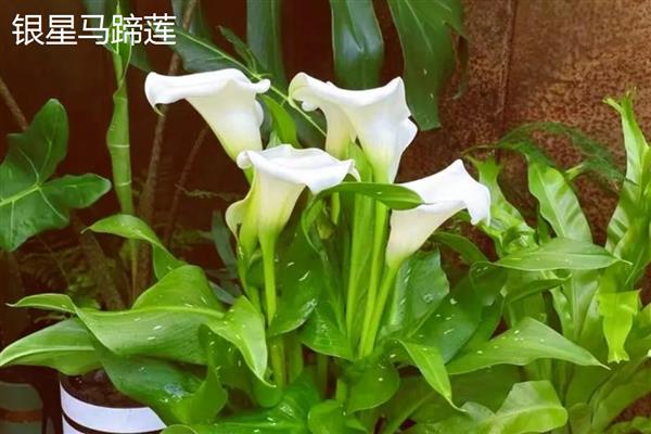 马蹄莲的品种，常见的有银星马蹄莲、黑心马蹄莲等