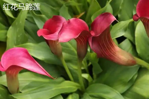 马蹄莲的品种，常见的有银星马蹄莲、黑心马蹄莲等