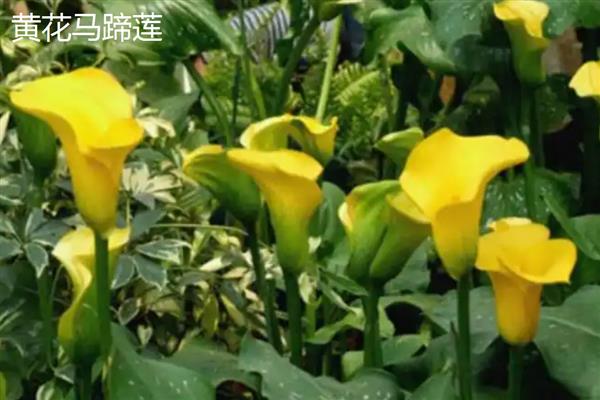 马蹄莲的品种，常见的有银星马蹄莲、黑心马蹄莲等