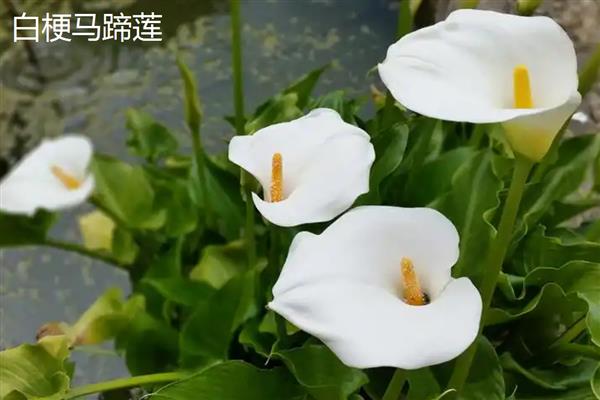 马蹄莲的品种，常见的有银星马蹄莲、黑心马蹄莲等