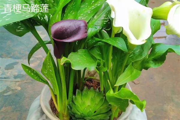 马蹄莲的品种，常见的有银星马蹄莲、黑心马蹄莲等