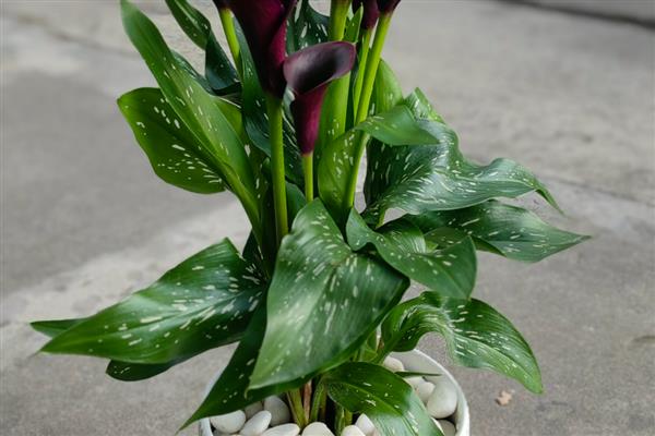 马蹄莲的品种，常见的有银星马蹄莲、黑心马蹄莲等