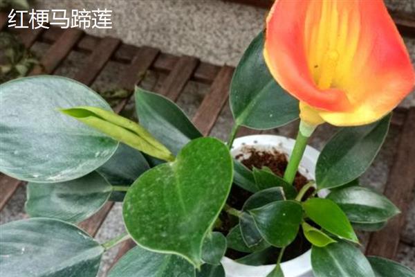 马蹄莲的品种，常见的有银星马蹄莲、黑心马蹄莲等