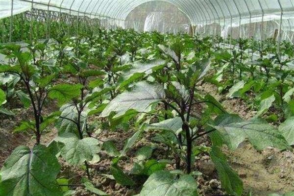 茄子的常见病虫害与防治方法,常见的有猝倒病、绵疫病等