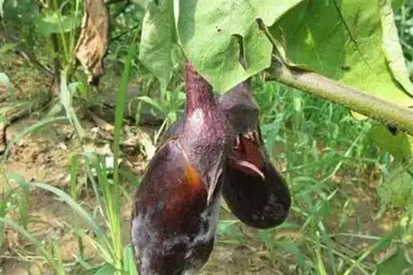 茄子的常见病虫害与防治方法,常见的有猝倒病、绵疫病等