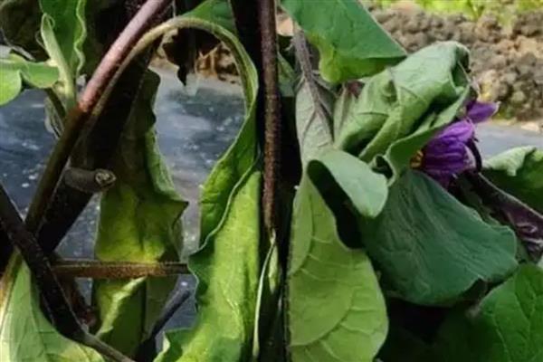 茄子的常见病虫害与防治方法,常见的有猝倒病、绵疫病等