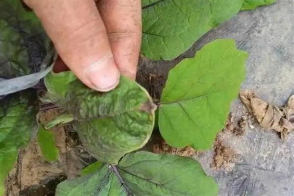 茄子的常见病虫害与防治方法,常见的有猝倒病、绵疫病等