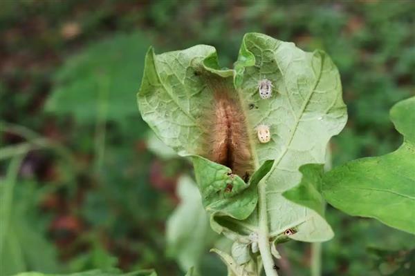 茄子的常见病虫害与防治方法,常见的有猝倒病、绵疫病等