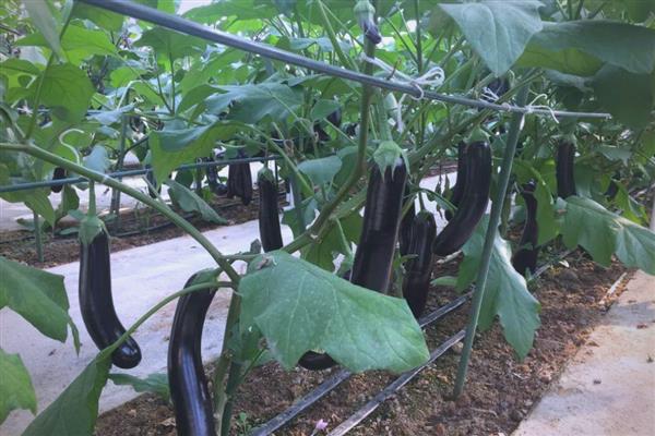 茄子的常见病虫害与防治方法,常见的有猝倒病、绵疫病等