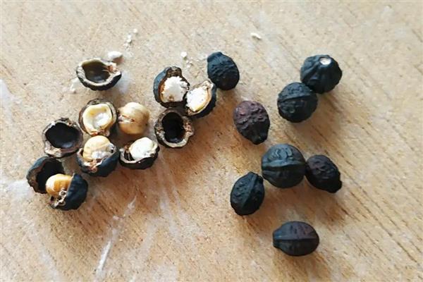 茉莉花种子如何挑选,根据实际生产需求挑选种子