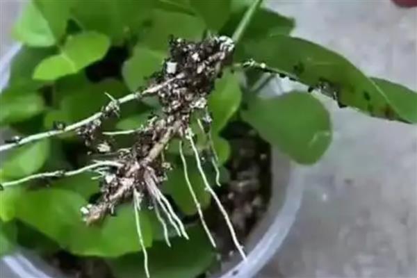 茉莉花种子如何挑选,根据实际生产需求挑选种子