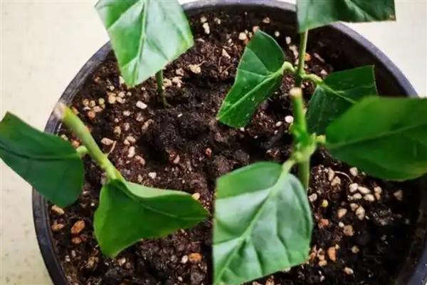 茉莉花种子如何挑选,根据实际生产需求挑选种子