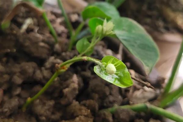茉莉花种子如何挑选,根据实际生产需求挑选种子