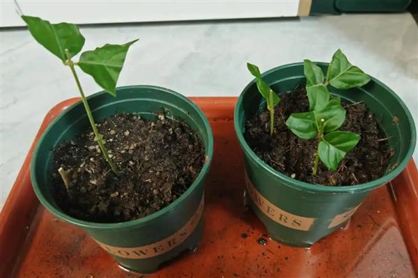 茉莉花种子如何挑选,根据实际生产需求挑选种子