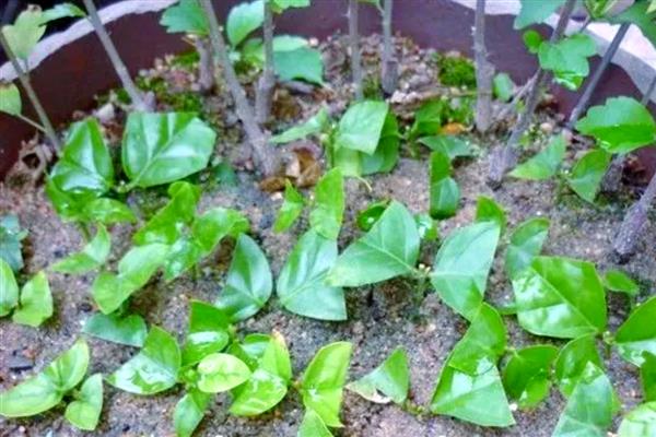 茉莉花种子如何挑选,根据实际生产需求挑选种子