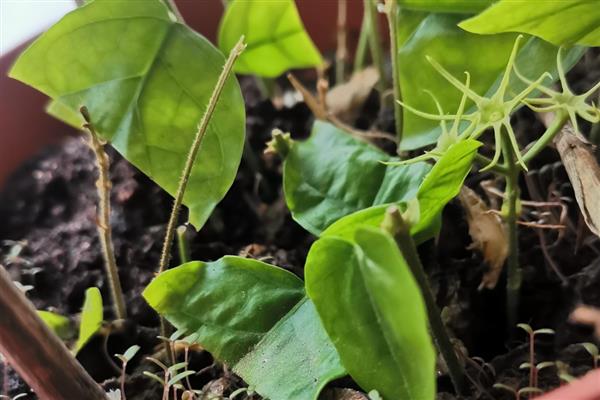 茉莉花种子如何挑选,根据实际生产需求挑选种子