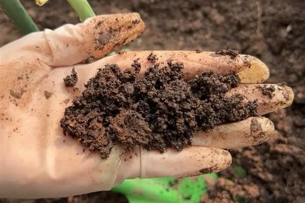 怎么养金狐狸长寿花，每隔2-3天浇1次水