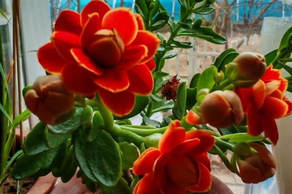 怎么养金狐狸长寿花，每隔2-3天浇1次水