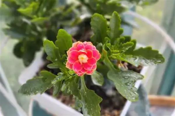 怎么养金狐狸长寿花，每隔2-3天浇1次水