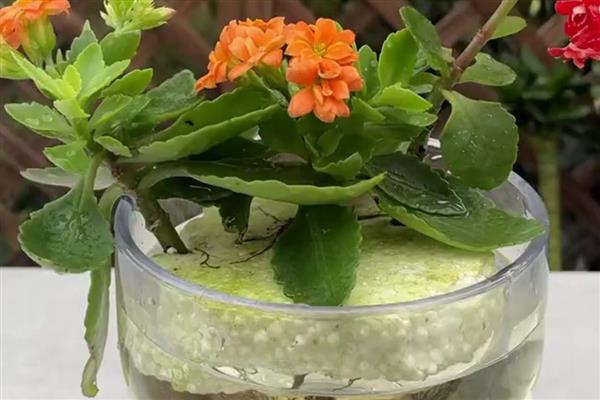 怎么养金狐狸长寿花，每隔2-3天浇1次水