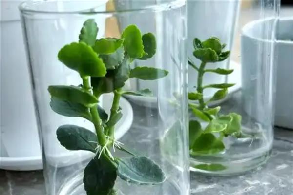 怎么养金狐狸长寿花，每隔2-3天浇1次水