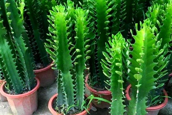 龙骨花怎样浇水与施肥,在生长旺季要一个月施加一次肥料