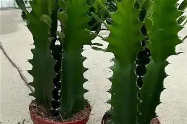 龙骨花怎样浇水与施肥,在生长旺季要一个月施加一次肥料