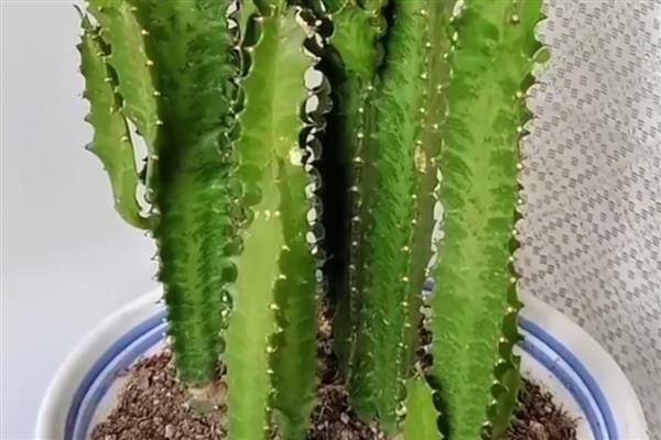 龙骨花怎样浇水与施肥,在生长旺季要一个月施加一次肥料