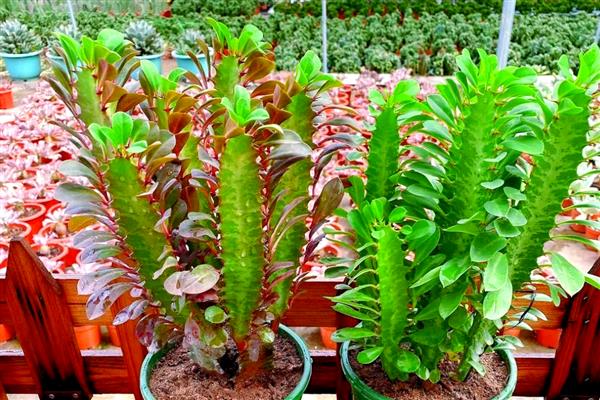 龙骨花怎样浇水与施肥,在生长旺季要一个月施加一次肥料