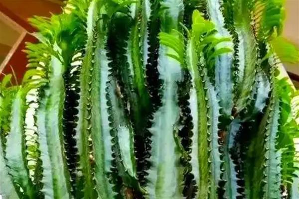 龙骨花怎样浇水与施肥,在生长旺季要一个月施加一次肥料