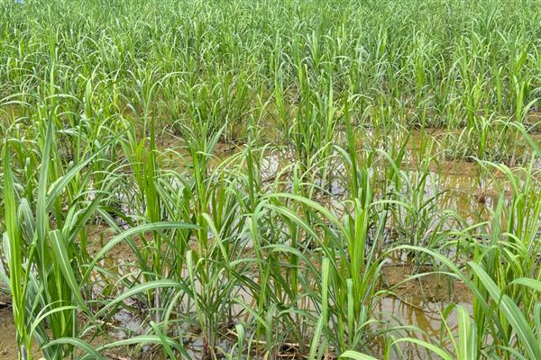 甘蔗适合哪些地区种，适合在广东、福建、四川等地种植
