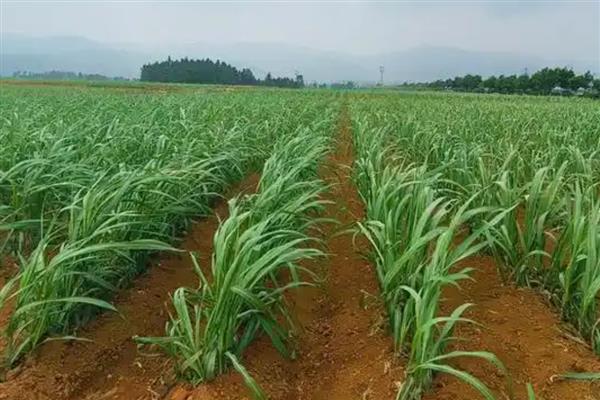 甘蔗适合哪些地区种，适合在广东、福建、四川等地种植