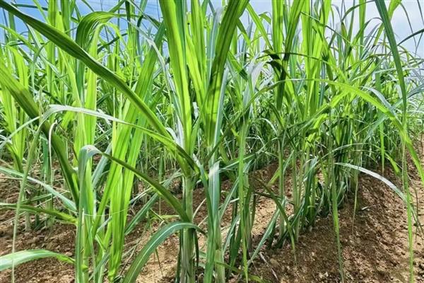 甘蔗适合哪些地区种，适合在广东、福建、四川等地种植