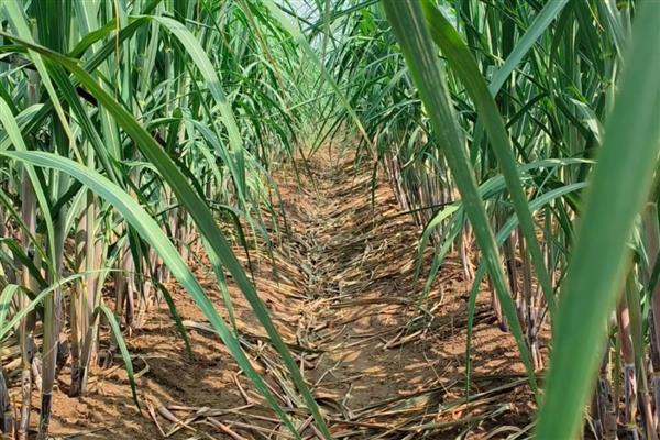 甘蔗适合哪些地区种，适合在广东、福建、四川等地种植