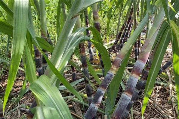 甘蔗适合哪些地区种，适合在广东、福建、四川等地种植