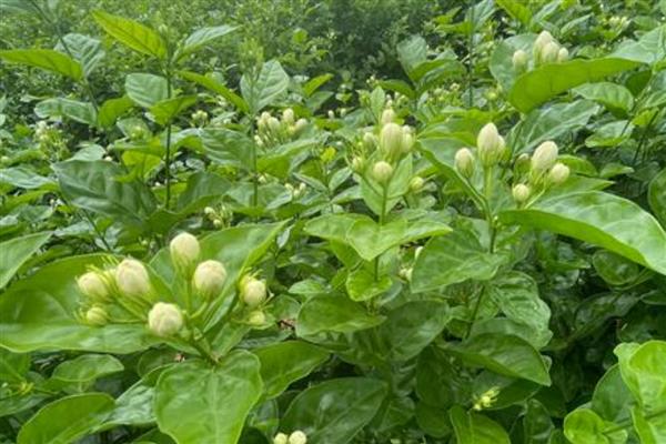 茉莉花茶是哪种茶，是花茶中的一类品种