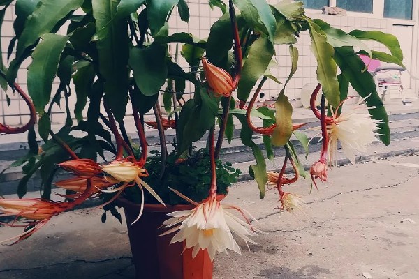 昙花是喜欢大盆还是小盆,用大盆种植为佳