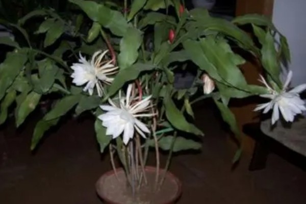 昙花是喜欢大盆还是小盆,用大盆种植为佳