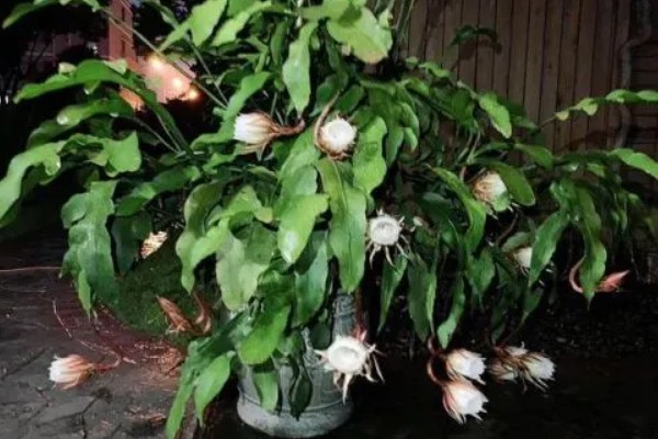 昙花是喜欢大盆还是小盆,用大盆种植为佳