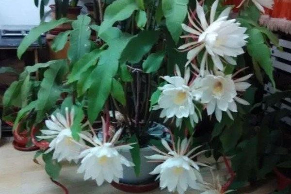 昙花是喜欢大盆还是小盆,用大盆种植为佳