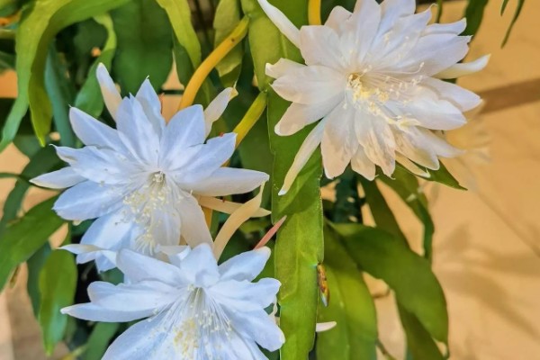 昙花是喜欢大盆还是小盆,用大盆种植为佳