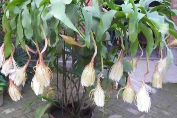 昙花是喜欢大盆还是小盆,用大盆种植为佳