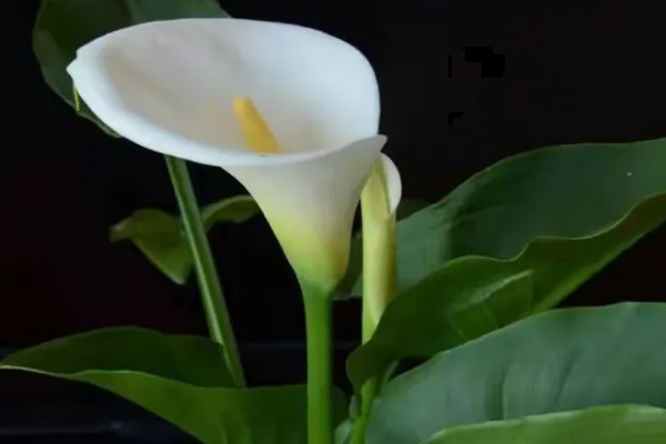 马蹄莲的花语，寓意幸福纯洁、尊敬等