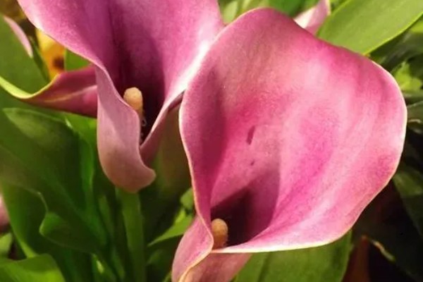 马蹄莲的花语，寓意幸福纯洁、尊敬等